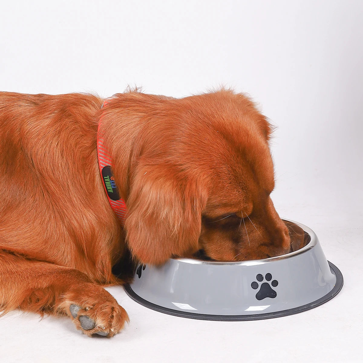 Stainless Steel Anti-Fall Pet Bowl – Cat & Dog Food Bowl, Multi-Specification